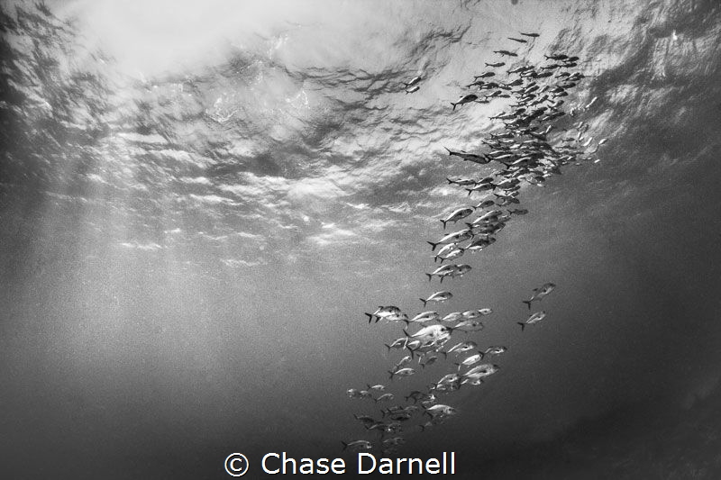 Horse Eyed Jacks playing in the sun! by Chase Darnell 