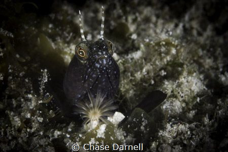 Blenny magic on a shore dive! by Chase Darnell 