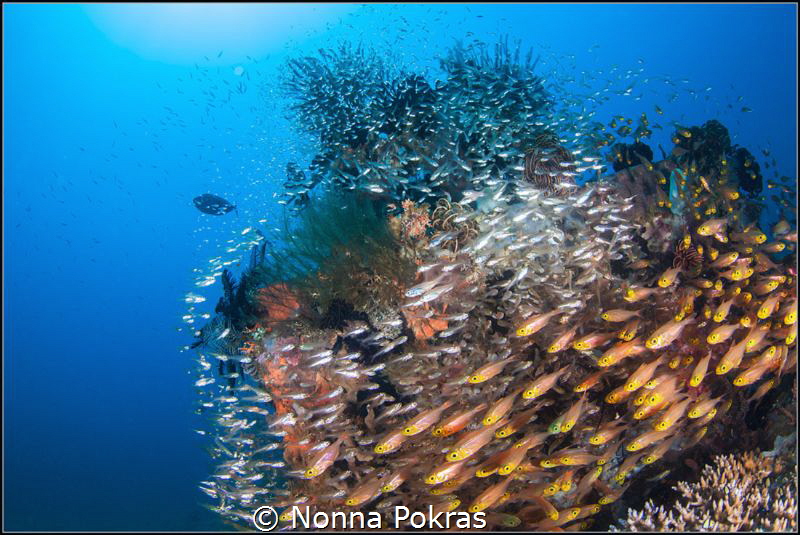 Reef life by Nonna Pokras 