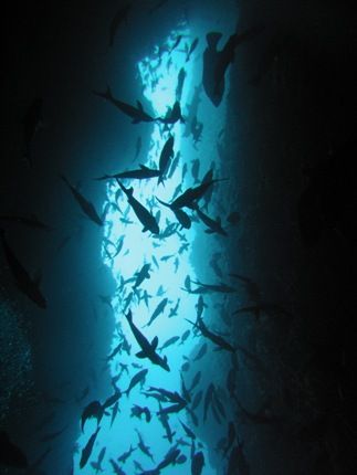 Malpelo Island - Colombia.
Site: La Catedral
Camera: Ca... by Alvaro De Castro 