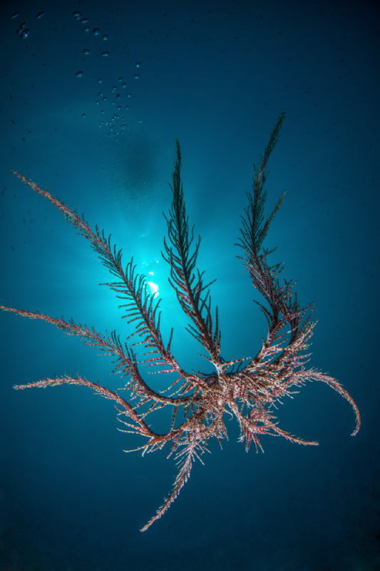 Crinoid & sun by Marco Gargiulo 