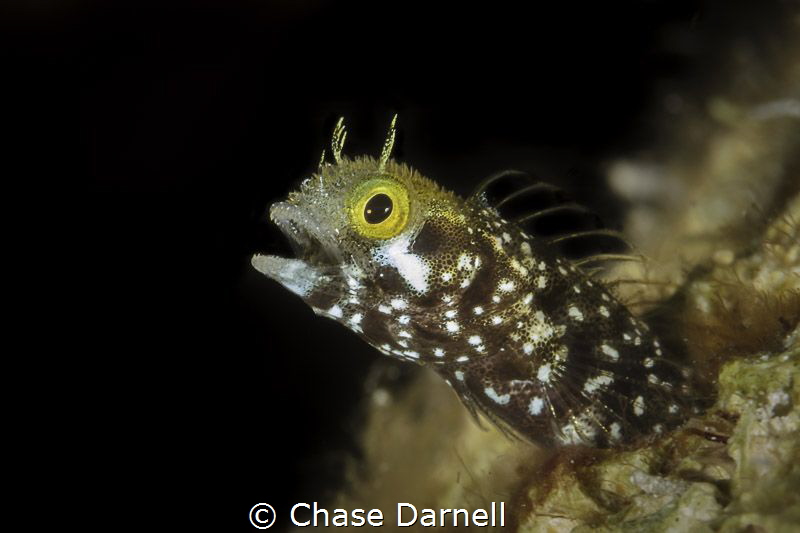 Secretary Blenny saying "AHHH" by Chase Darnell 