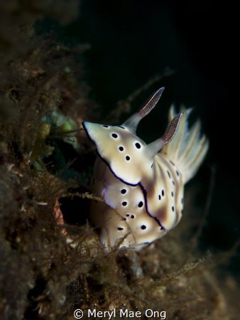Hypselodoris tryoni by Meryl Mae Ong 