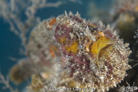 the debut of Violet-tino on the contest :-) by Gaetano Gargiulo 