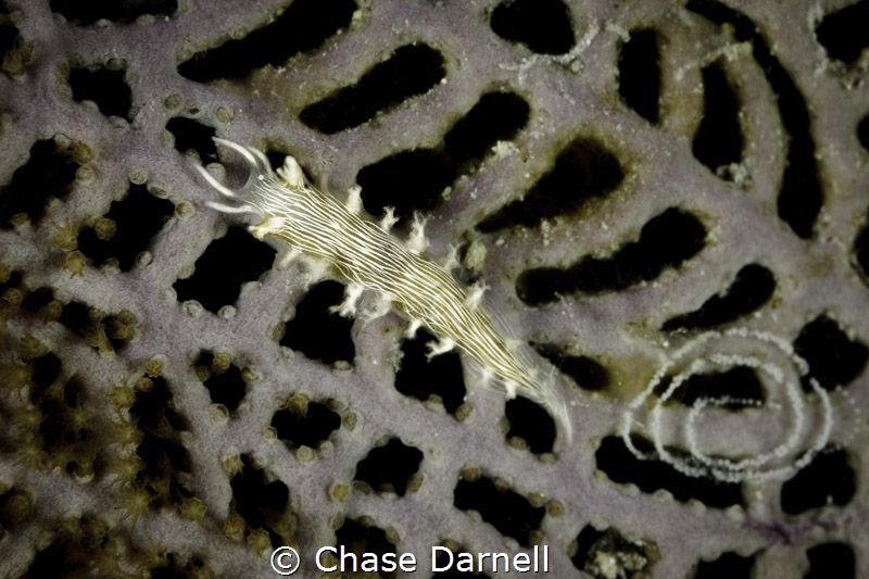 Tritonia on a purple sea fan in Grand Cayman! by Chase Darnell 