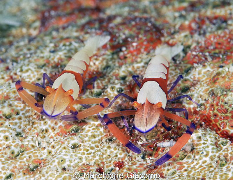 Twin
Nikon d800E, 105 macro , two strobo sea and sea 120... by Marchione Giacomo 