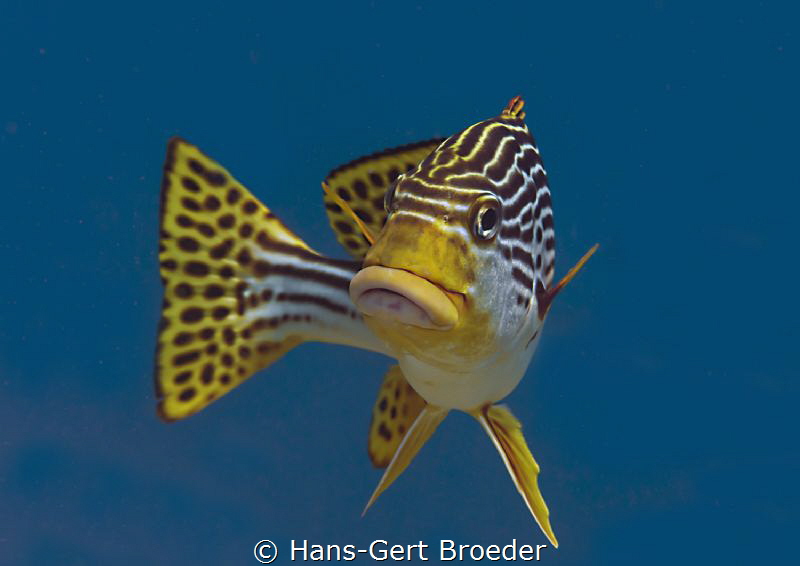 Sweetlip
Posing by Hans-Gert Broeder 