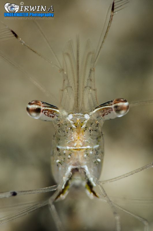 S C R A T C H I N G
Anemone shrimp
Anilao, Philippines.... by Irwin Ang 