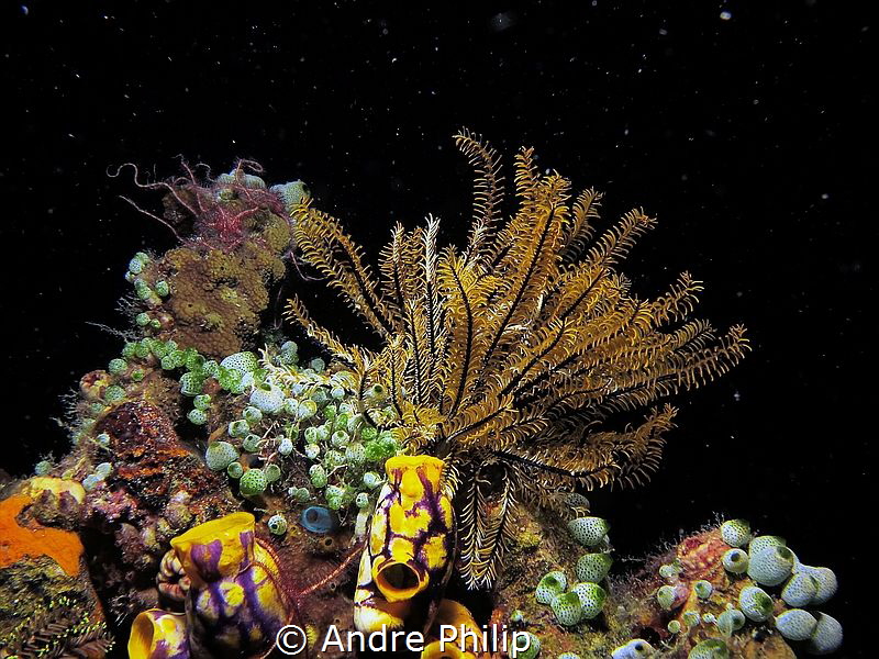 starry night sky underwater ;-) - a nightly reef scene in... by Andre Philip 