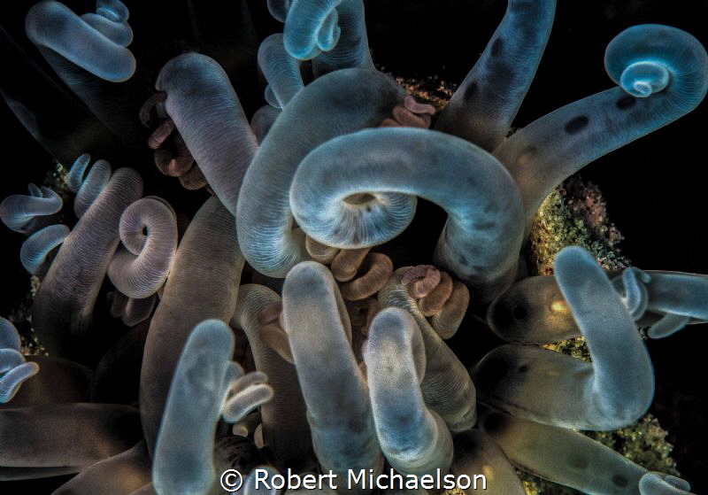 Night time tube anemone. Manipulated the colors quite a bit. by Robert Michaelson 
