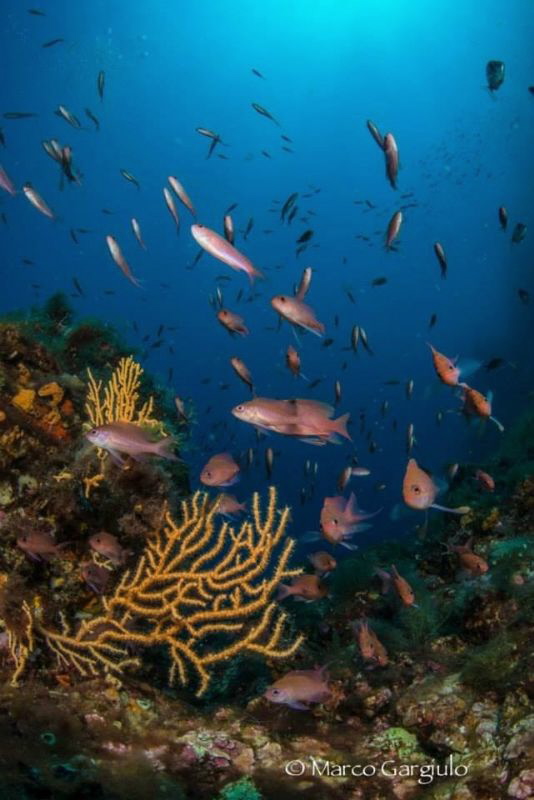 Seafan & anthias by Marco Gargiulo 