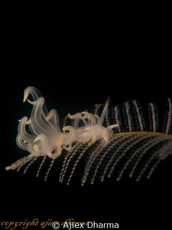 Cuthona sp hanging on hydroid 
Tkaen with canon G10 wp-d... by Ajiex Dharma 