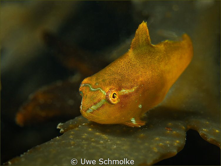 Cutie - very tiny juv. male lump sucker by Uwe Schmolke 