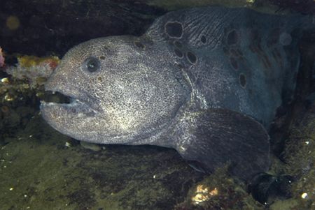 Wolf eel in Puget Sound, Washington. by S Williamson 