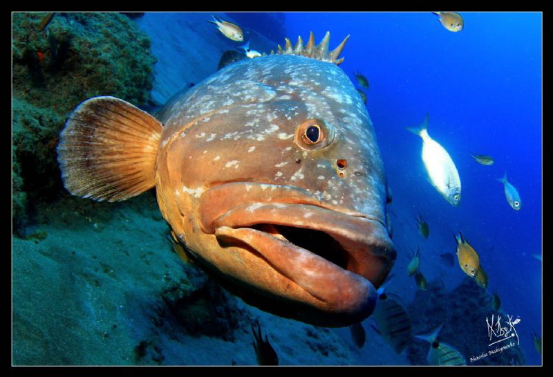 A big grouper a 30 mts In puerto del Carmen, Lanzarote by Natasha Maksymenko 