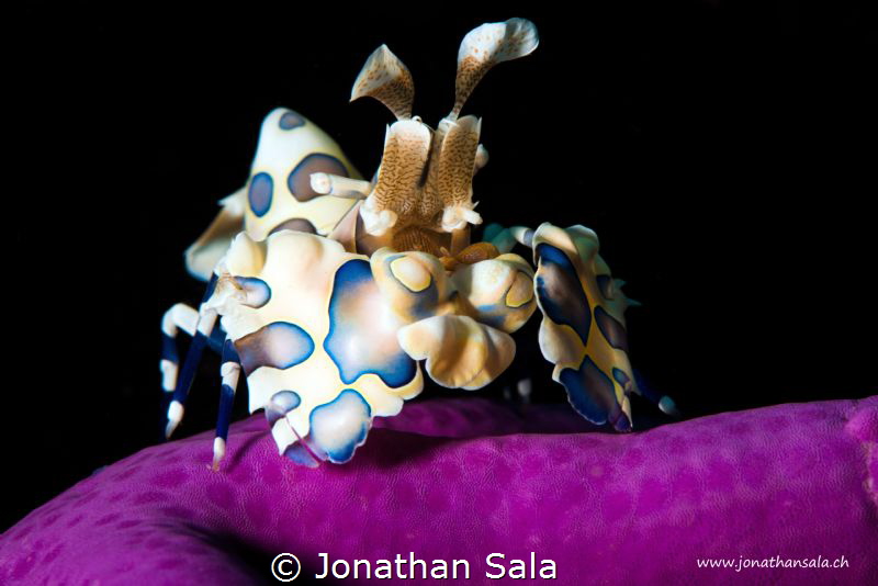 Harlequin Shrimp by Jonathan Sala 