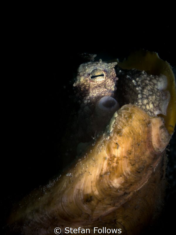 "The eye altering, alters all." William Blake. Coconut Oc... by Stefan Follows 