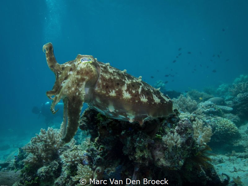 cuttel fish blowing bubbles by Marc Van Den Broeck 