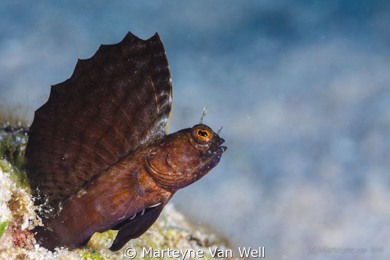 Sailfin blenny showing off by Marteyne Van Well 