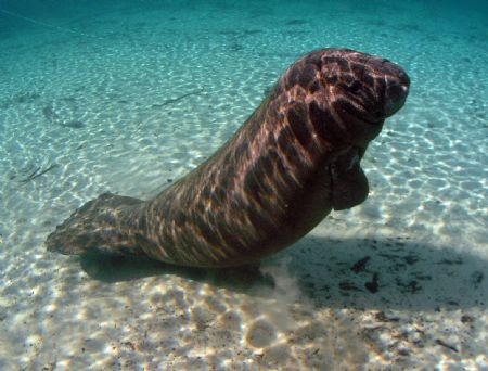 Pretzel bend. olympus c-5050 camera ikelite housing, wide... by Ray Eccleston 