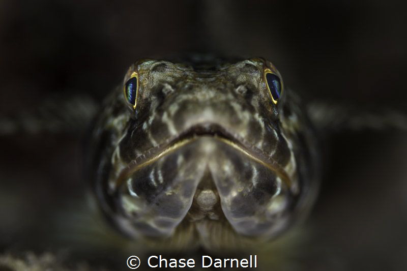 "Face to Face" 

Canon 550D Canon 100mm by Chase Darnell 