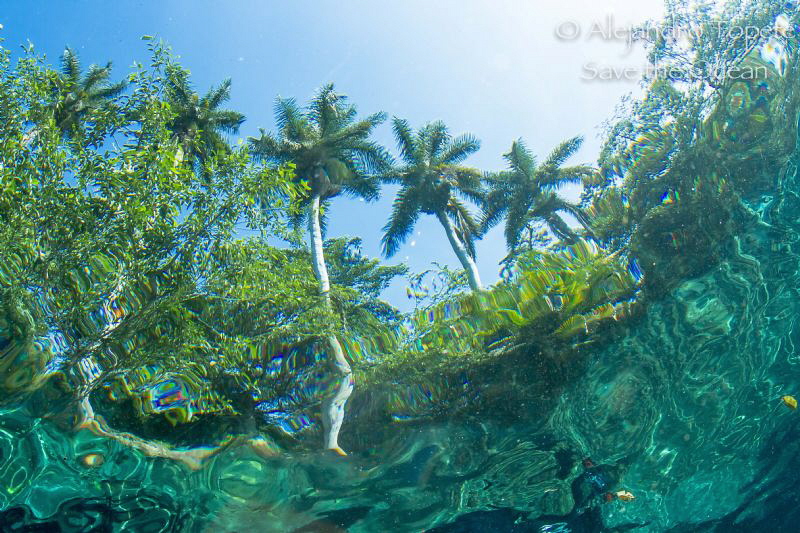 Palms with water by Alejandro Topete 