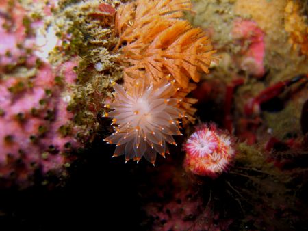 Orange Tip Nudi at Seiku Jetty by Steve Brown 