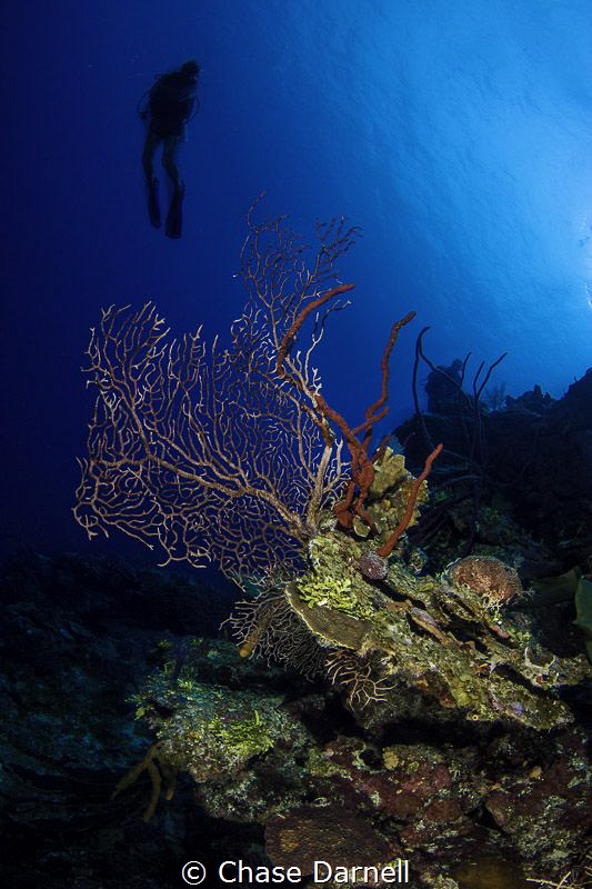 A diver cruises the North Wall by Chase Darnell 