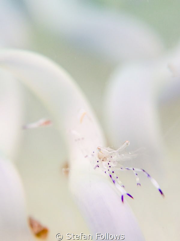 "The universe is an intelligence test." Timothy Leary. An... by Stefan Follows 