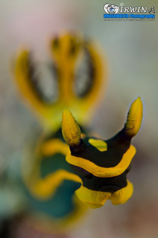 F O R W A R D
Nudibranch (Gabriela's tambja)
Lembeh Str... by Irwin Ang 