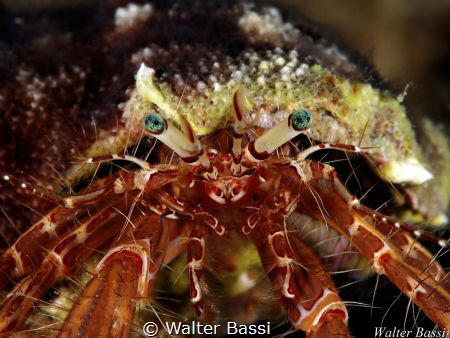 My bright eyes
 by Walter Bassi 