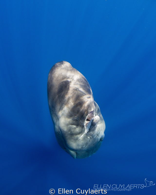 "The second the earth stood still"
Sperm whale calf, Dom... by Ellen Cuylaerts 