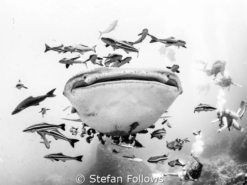 "I intend to live forever, or die trying." Groucho Marx. ... by Stefan Follows 