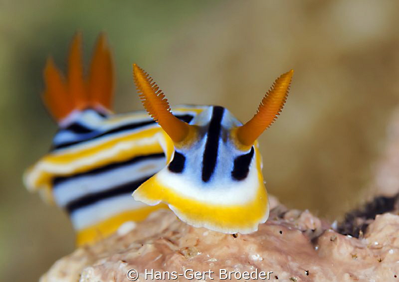 Chromodoris magnifica,
Bunaken islands by Hans-Gert Broeder 