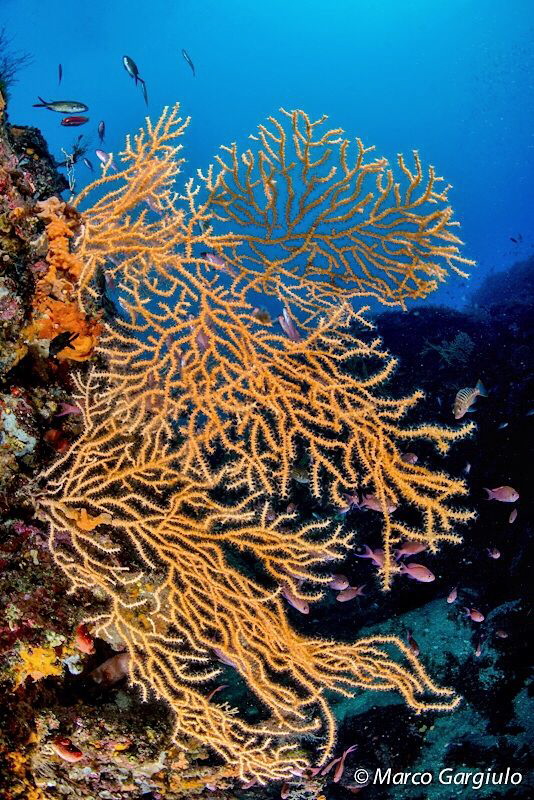 Mediterranean seafan by Marco Gargiulo 