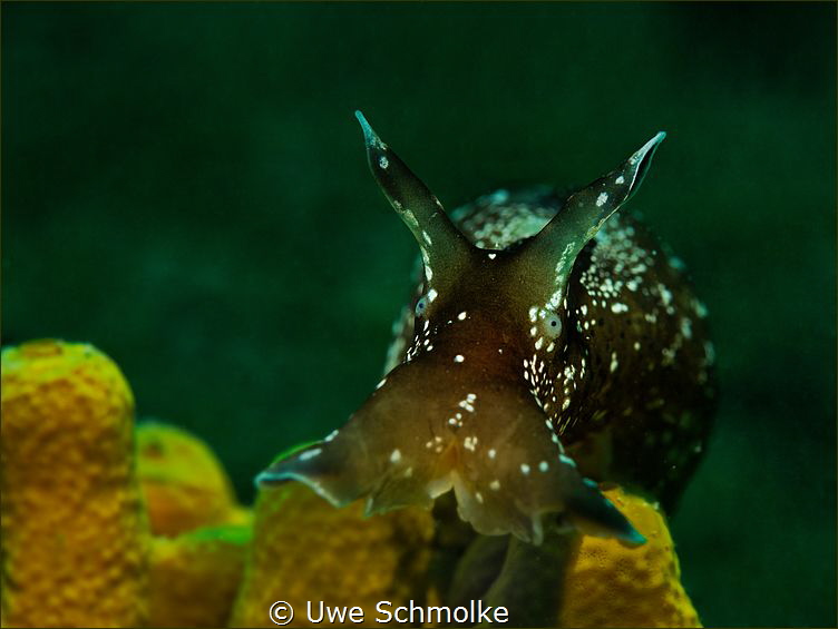 Aplysia punctata by Uwe Schmolke 