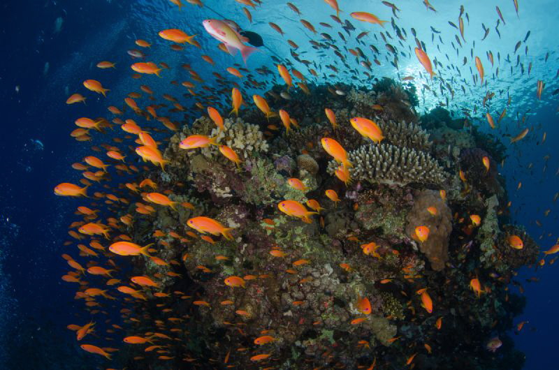 Abudance of coral reef by Dmitry Starostenkov 