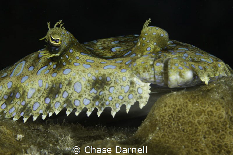 Why the long face? by Chase Darnell 
