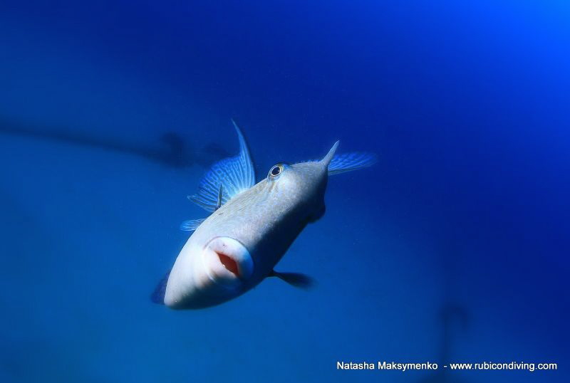 This is in a 20 mts training dive during  an underwater t... by Natasha Maksymenko 