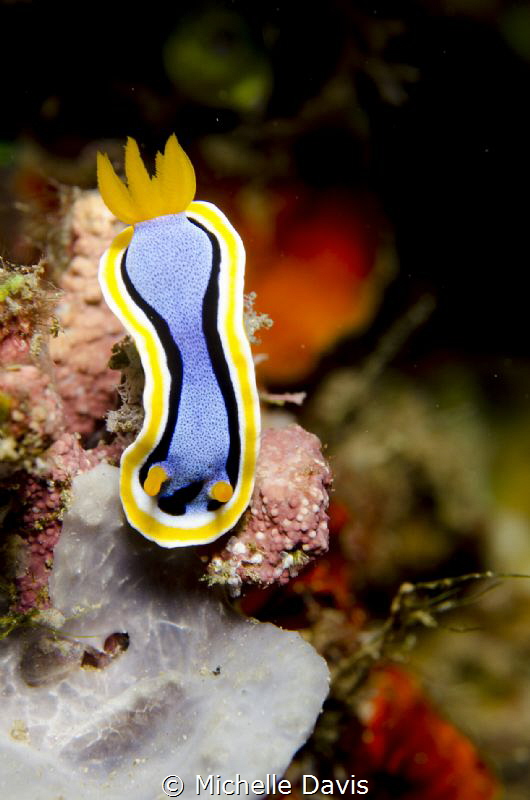 Lembeh Straits, Nikon D7000, Ikelite DS161 single strobe by Michelle Davis 