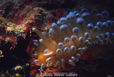 Janolus cristatus by Claudia Weber-Gebert 