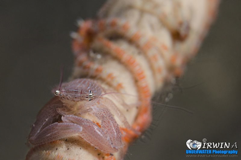 S T E A D Y
Porcelain crab (Porcellanidae)
Lembeh Strai... by Irwin Ang 