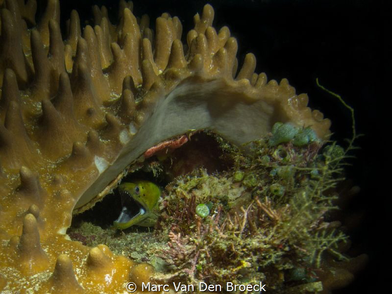 top house off a moray by Marc Van Den Broeck 