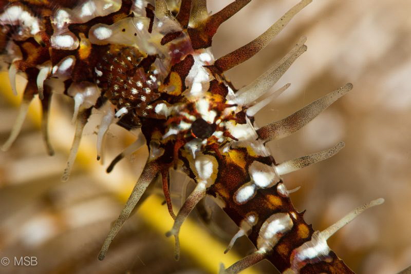 Ornate ghost pipefish very close. by Mehmet Salih Bilal 