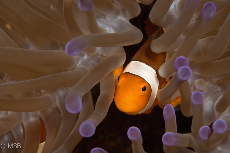 Clownfish (Amphiron percula). by Mehmet Salih Bilal 