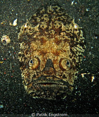 Stargazer that seems to be a prehistoric mask by Patrik Engstrom 