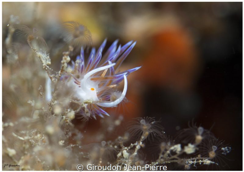 Flabellina peregrina by Giroudon Jean-Pierre 