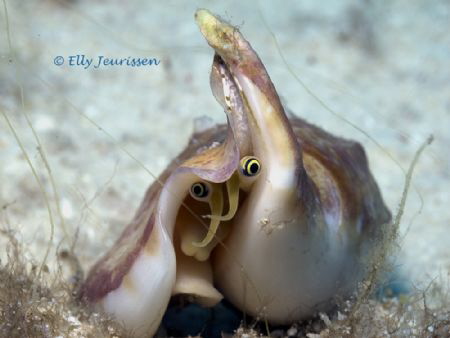 Vomer Conch (Strombus vomer) @ Malapascua, Philippines 20... by Elly Jeurissen 