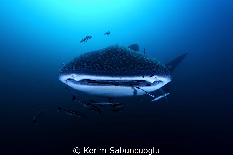 Face to face. by Kerim Sabuncuoglu 
