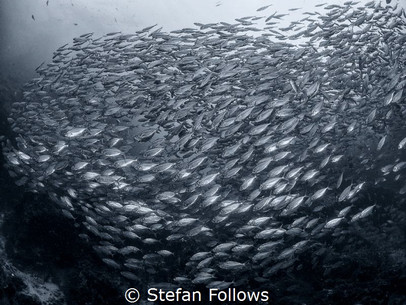 "The intelligence of the creature known as a crowd, is th... by Stefan Follows 